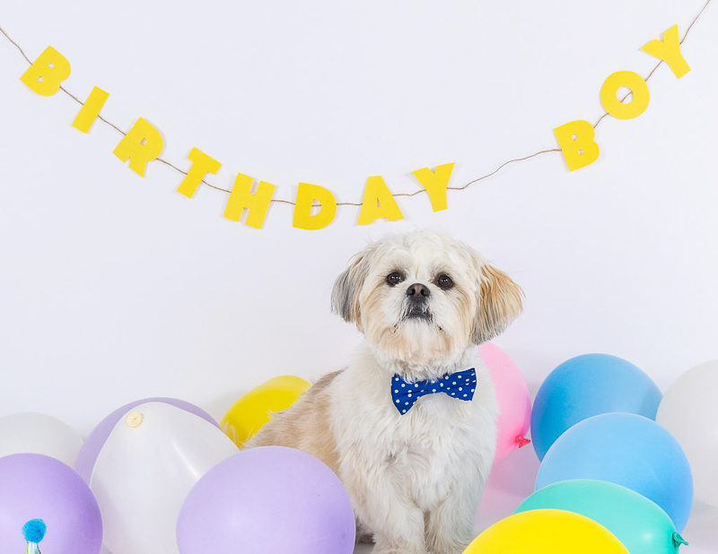 White and tan Shih Tzu wearing blue bow tie sitting next to pastel balloons, yellow birthday boy sign in background | © Vanility Photograph