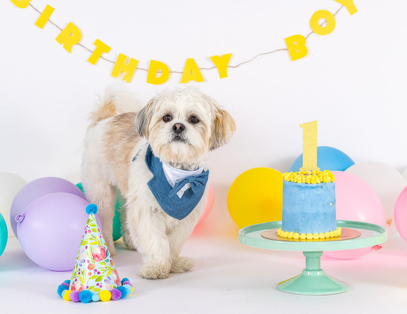 Adorable Shih Tzu wearing vest and bow tie, balloons, yellow birthday boy sign, blue cake | © Vanility Photograph