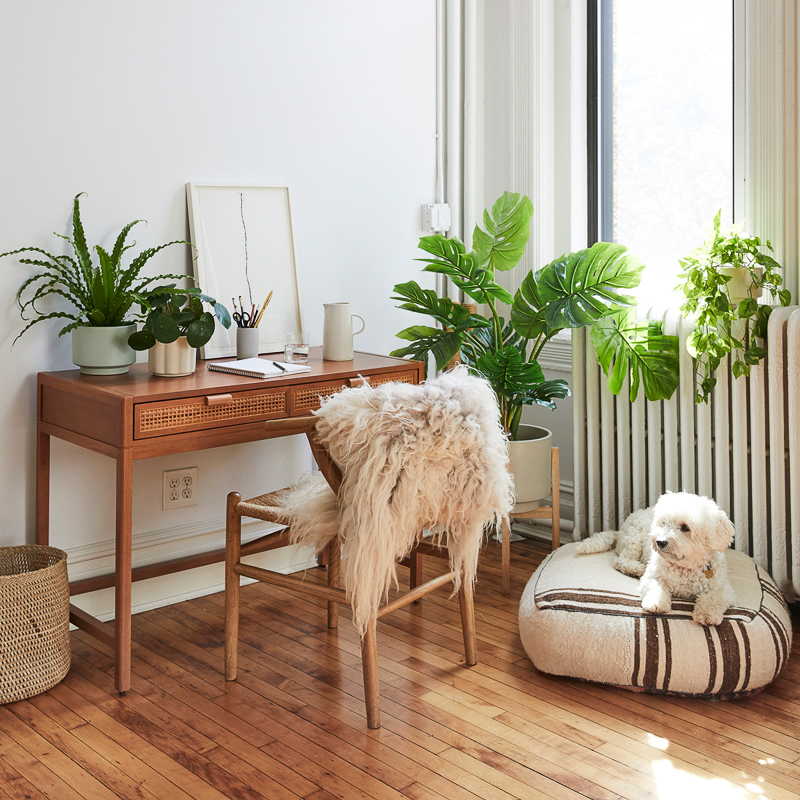 small white dog sitting on dog bed, pet-friendly plants | The Sill