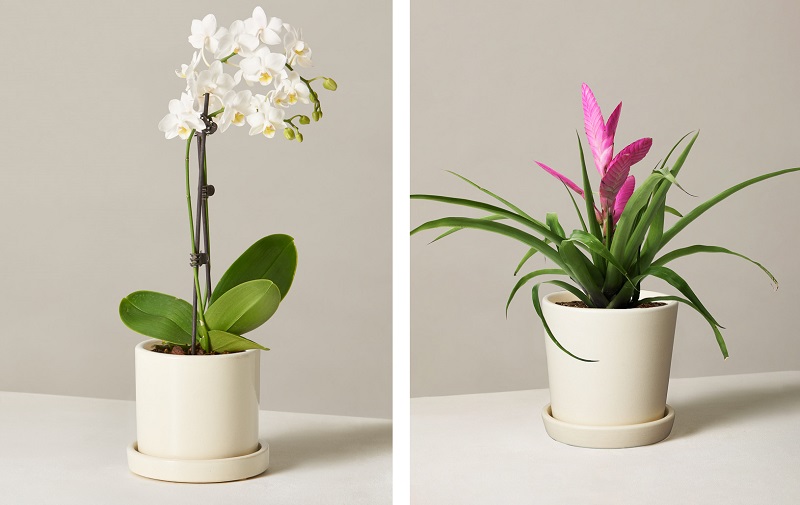 The Sill-pet-friendly blooming plants, bromeliad, orchid