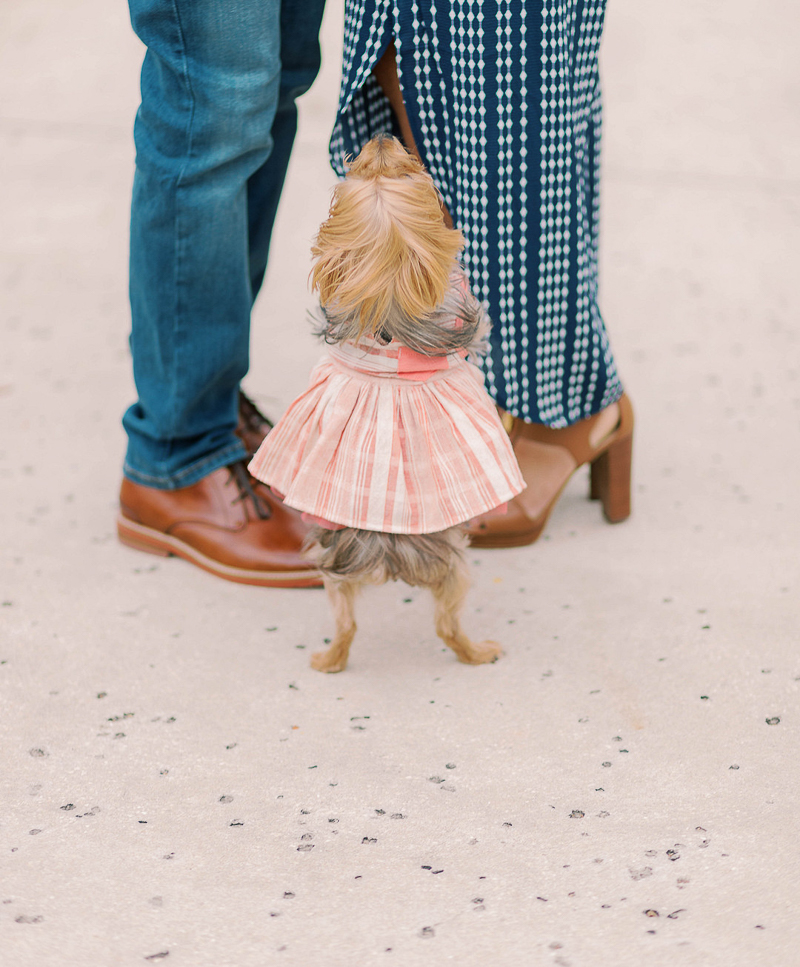 dog-friendly engagement, Yorkie standing on back legs hoping to get picked up | ©Terrie Images