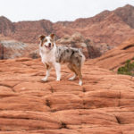 Happy Tails:  Kershaw at Snow Canyon State Park | Utah