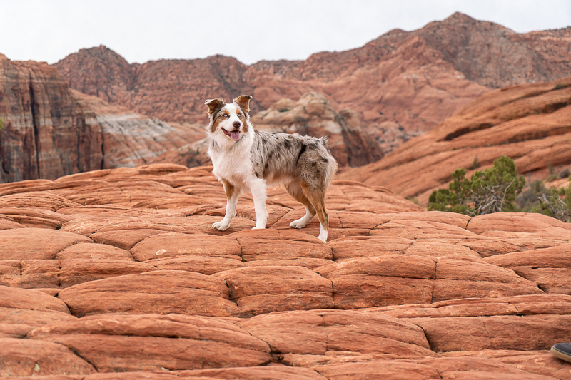 handsome red merle Australian Shepherd on red rocks, Snow Canyon State Park | ©AW Creates