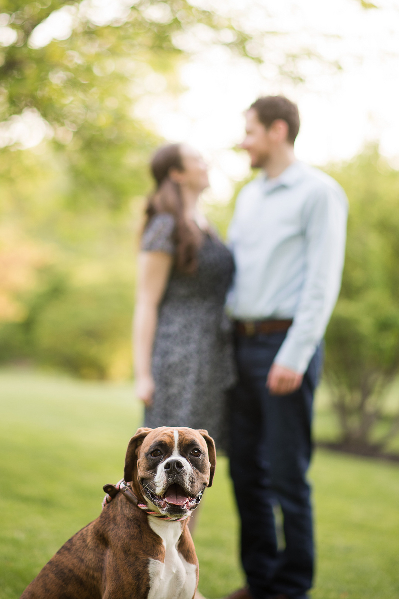 Boxer in foreground with engaged couple behind her, dog-friendly engagement | Creative Image Weddings & Portraits