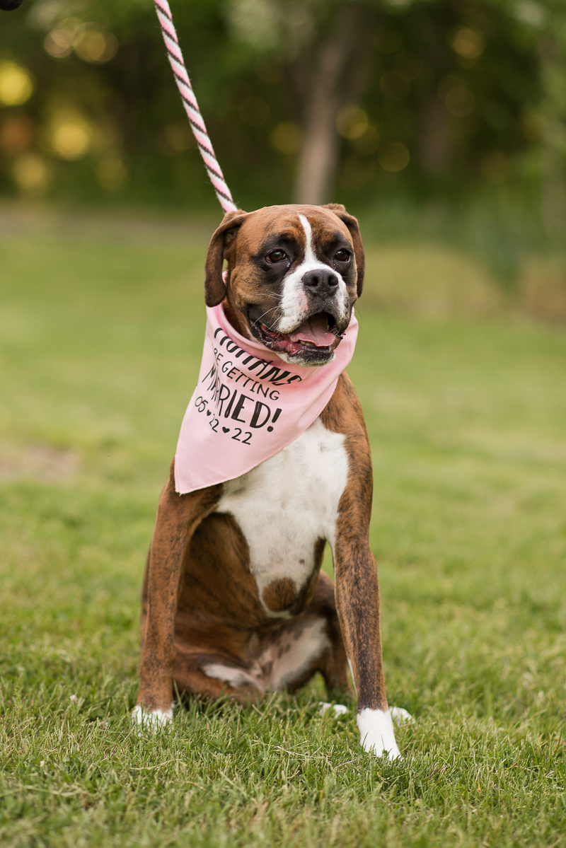brindle and white Boxer wearing custom bandana, dog-friendly engagement | Creative Image Weddings & Portraits