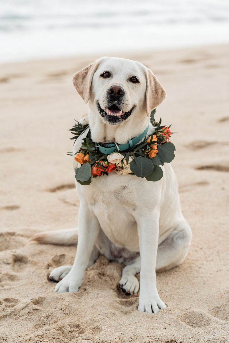 happy Labrador wearing floral wreath, beach wedding dog, ©Fabi Rosas Wedding Photography