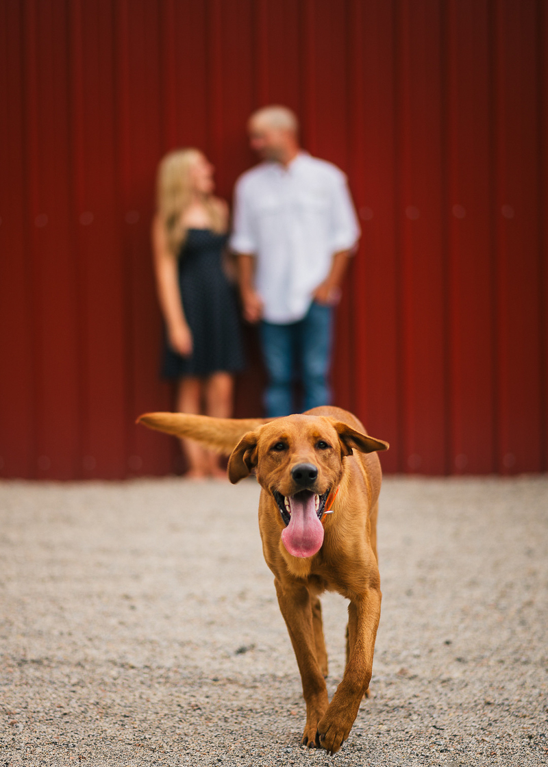 red Lab running towards camera, dog-friendly engagement session, Florence, SC | ©Memories By Lexi