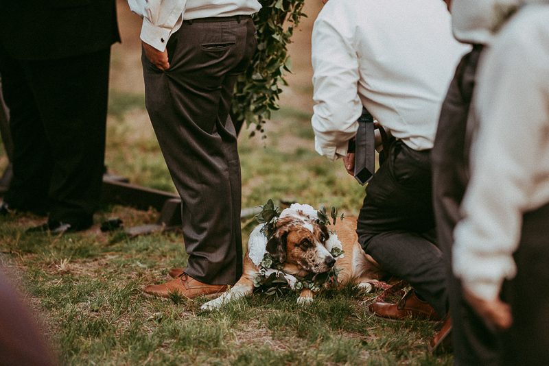best wedding dog, dog at outdoor wedding, ©Shutterkey Photography - dog-friendly wedding, Spokane, Washington