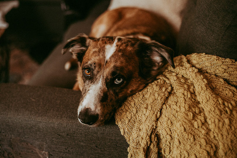 cute Aussie mix on sofa next to mustard blanket | ©Shutterkey Photography