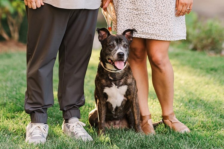 Senior dog sitting between her two favorite humans ©Sarah Larae Photography