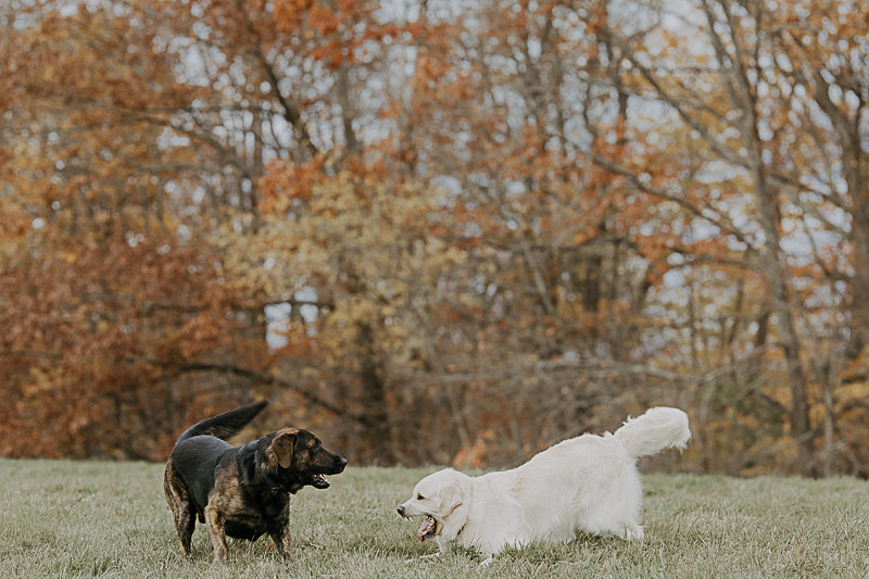 dogs playing in the park, tips for photographing dogs | © CityLux Studios