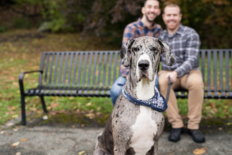 dog-friendly engagement, Great Dane © CityLux Studios
