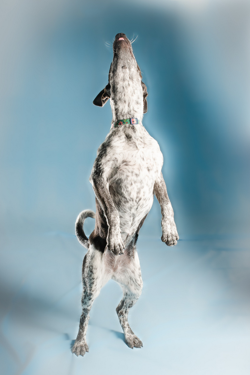 black and white dog on hind legs, studio pet portraits | ©April Foltz Photography, Apache Junction, Arizona
