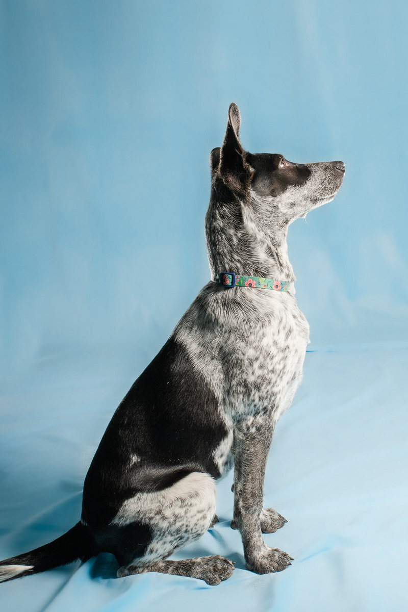 handsome black and white dog, blue background | ©April Foltz Photography, Apache Junction, AZ
