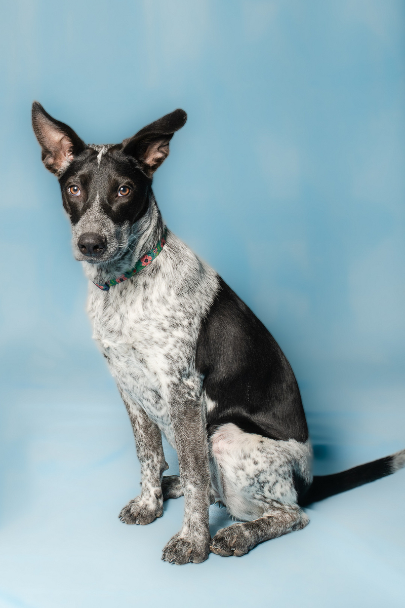 mixed breed puppy, studio pet portraits | ©April Foltz Photography