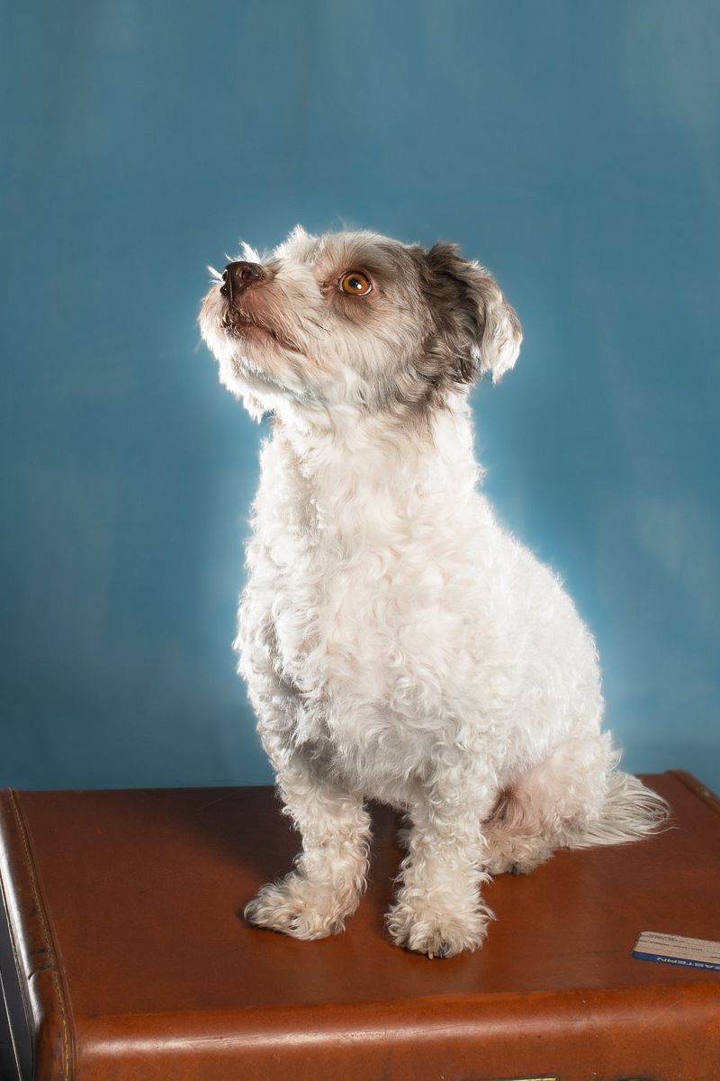 white and brown Havanese sitting on old suitcase, blue background | ©April Foltz Photography