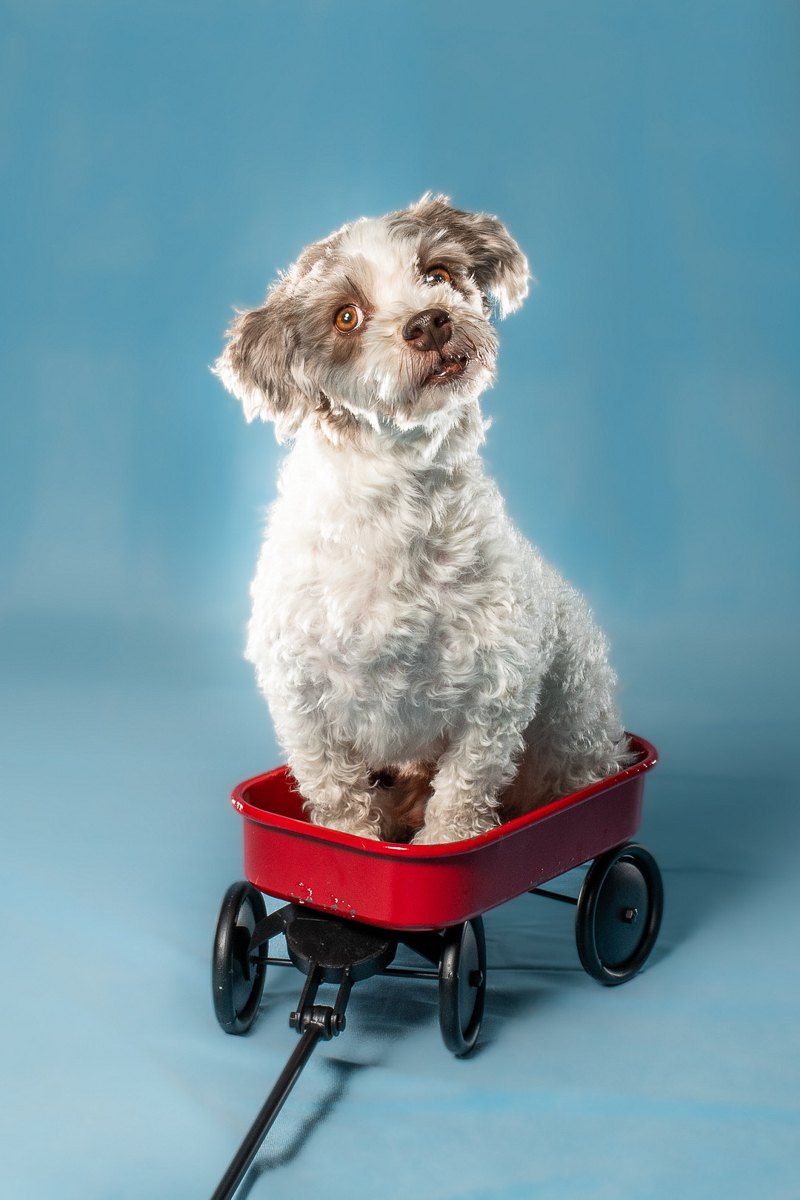 small dog sitting in red wagon blue background | ©April Foltz Photography