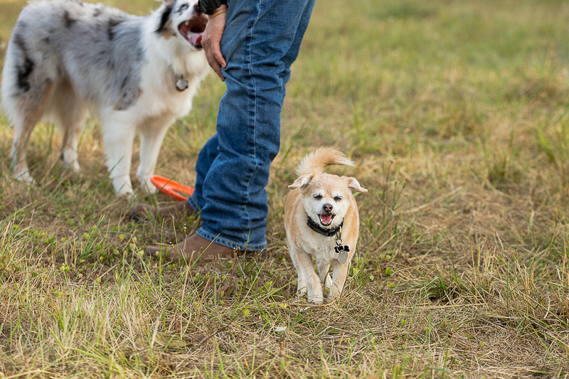 dog-friendly engagement, ©Photography by Cambrae, St Paul, Oregon