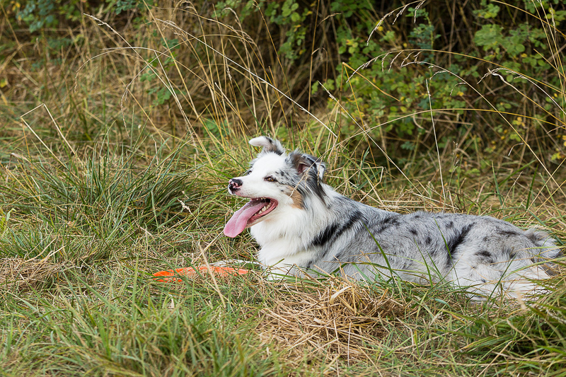Aussie mix laying in the grass | ©Photography by Cambrae