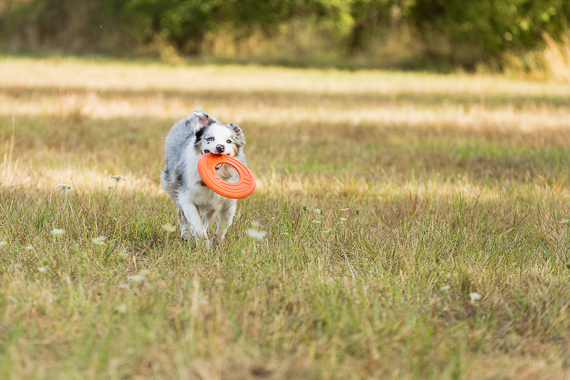 Aussie mix carrying orange frisbee | ©Photography by Cambrae