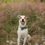 Vibrant Dog-friendly Engagement | Houston Arboretum