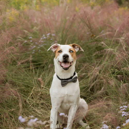 happy mixed breed sitting in front of shrub | ©The Ramseys Photography
