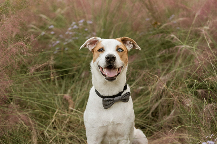 happy mixed breed sitting in front of shrub | ©The Ramseys Photography