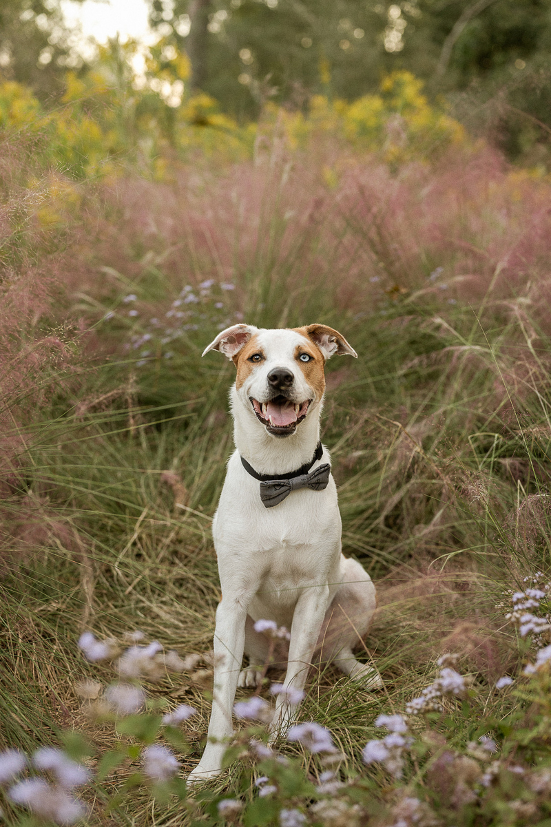 happy mixed breed sitting in front of shrub | ©The Ramseys Photography