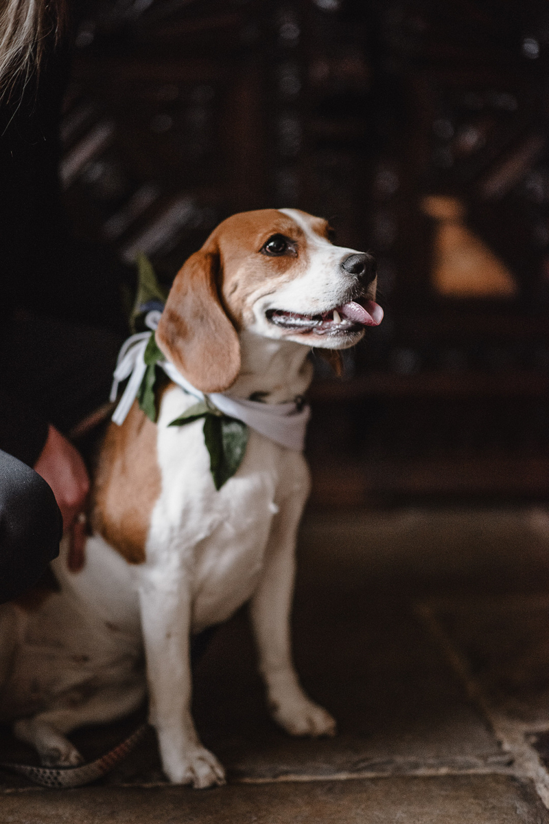handsome beagle getting ready for wedding | ©fleur challis photography