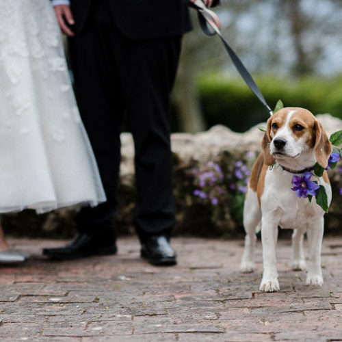Best (Wedding) Dog | Castle Westenhanger | Kent, UK