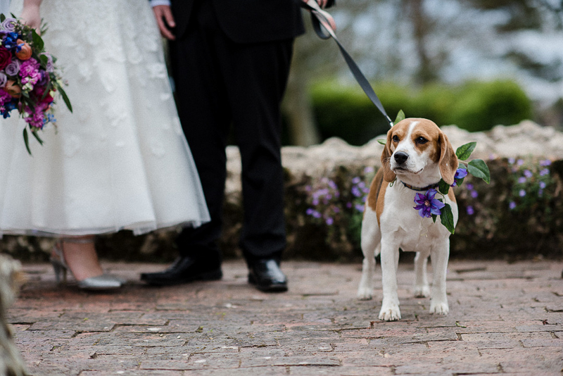 wedding dog, Beagle standing next to groom and bride | | ©fleur challis photography