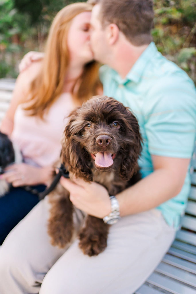 Dogfriendly Engagement Chattanooga TN Daily Dog Tag