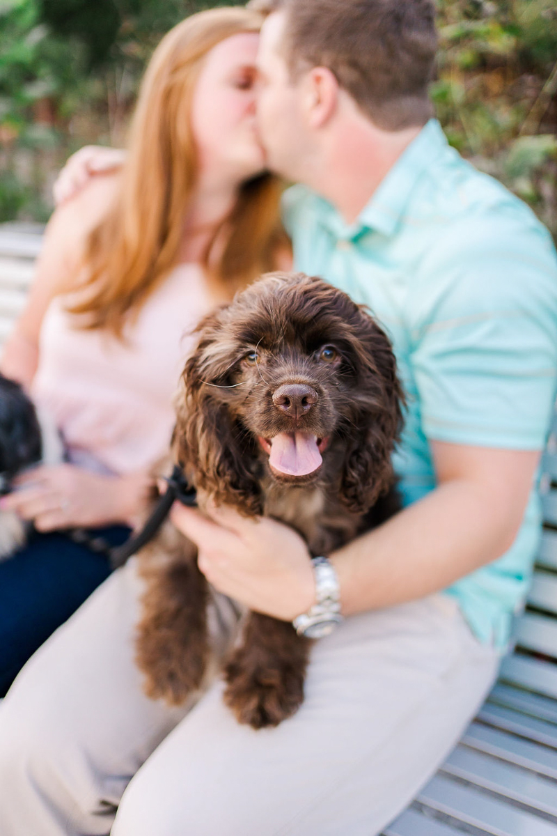 brown Cocker Spaniel sitting in man's lap, engagement portraits with dogs | ©Sarah Larae Photography