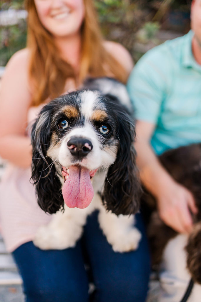Dogfriendly Engagement Chattanooga TN Daily Dog Tag