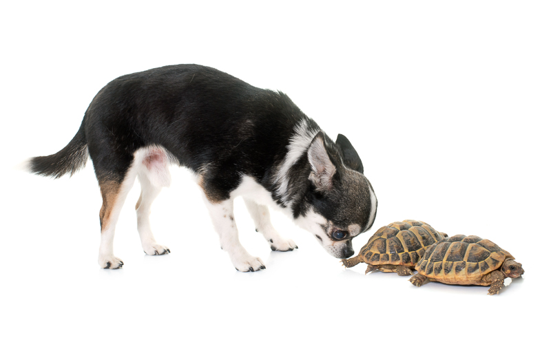Chihuahua sniffing tortoises, tips for helping dogs and reptiles live together