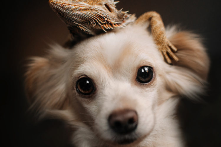 Bearded dragon on small dog's head, how to help dogs and reptiles coexist