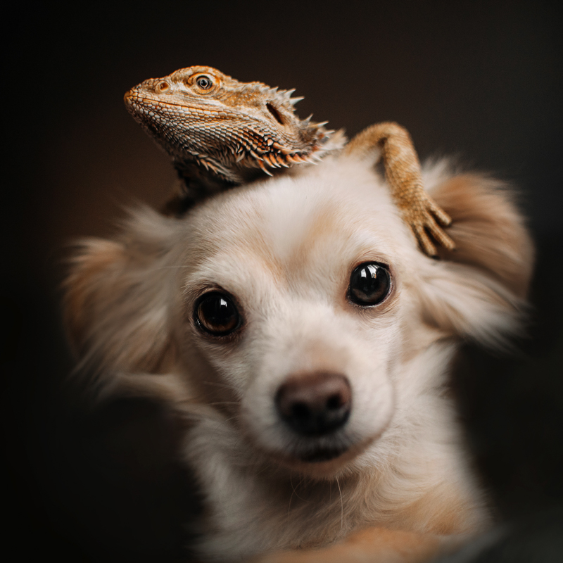 Bearded dragon on small dog's head, how to help dogs and reptiles coexist