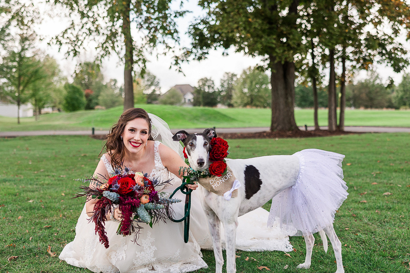 bride and greyhound, dog-friendly wedding, ©Amanda Lauren Collective | Bexley, Ohio