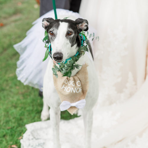 greyhound wedding dog | ©Amanda Lauren Collective