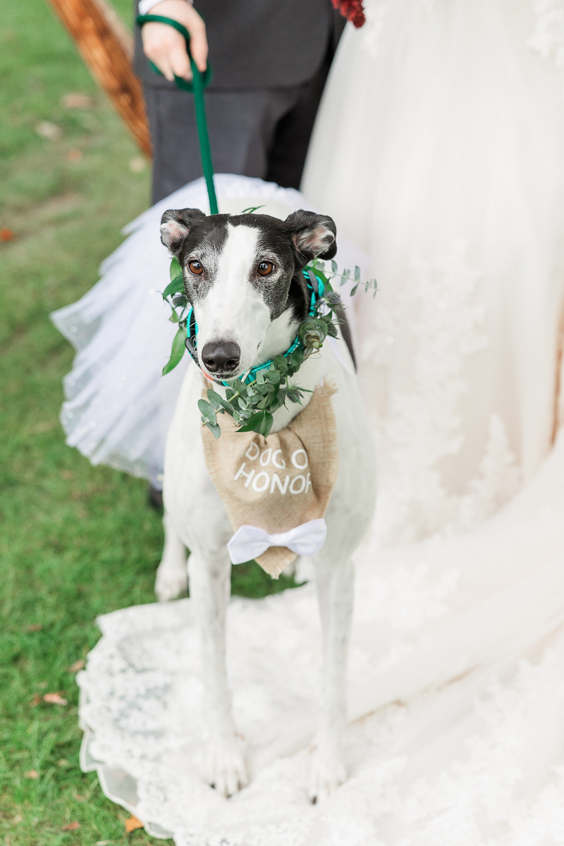 greyhound wedding dog | ©Amanda Lauren Collective