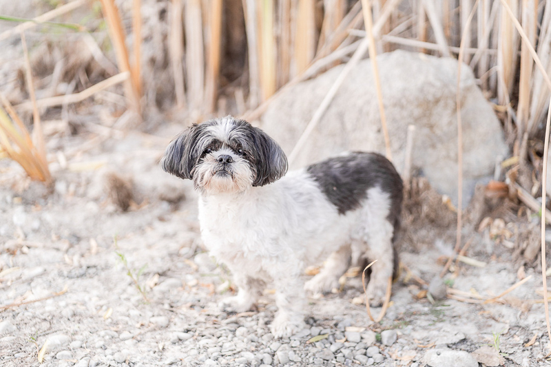 dog-friendly photography, Sweet senior Lhasa Apso | ©Laura Michele Photography 
