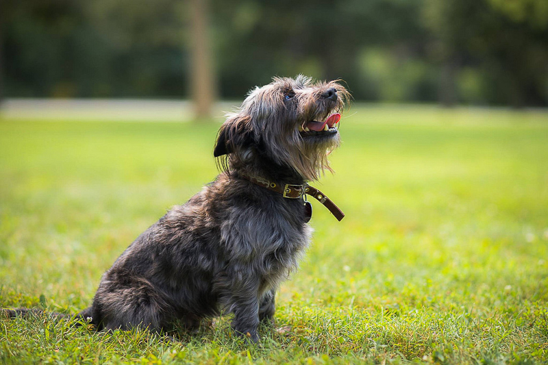 cute scruffy black dog on grass | ©DayTime Photography pet-friendly photographer