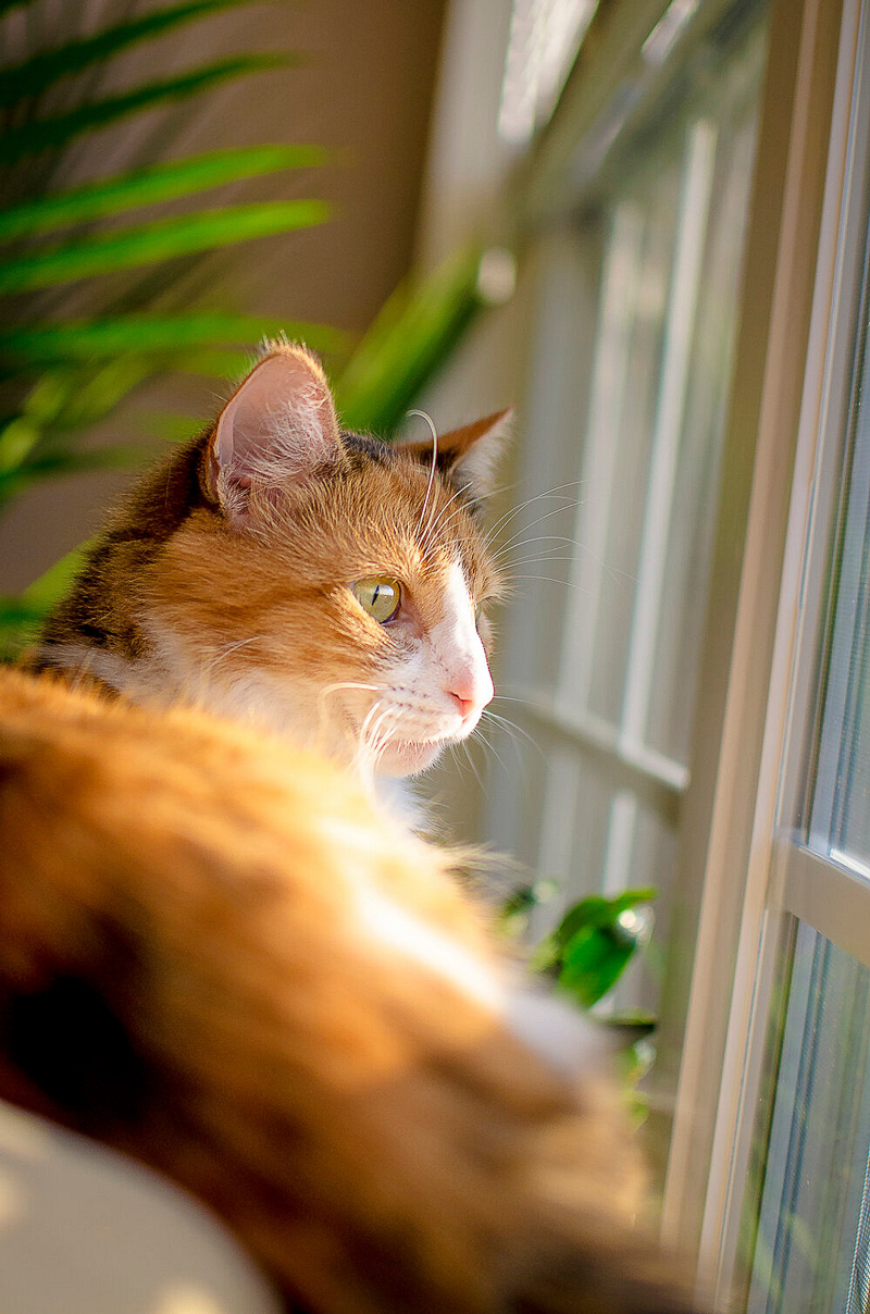 calico cat looking out the window, ©DayTime Photography| Indianapolis pet-friendly photographer