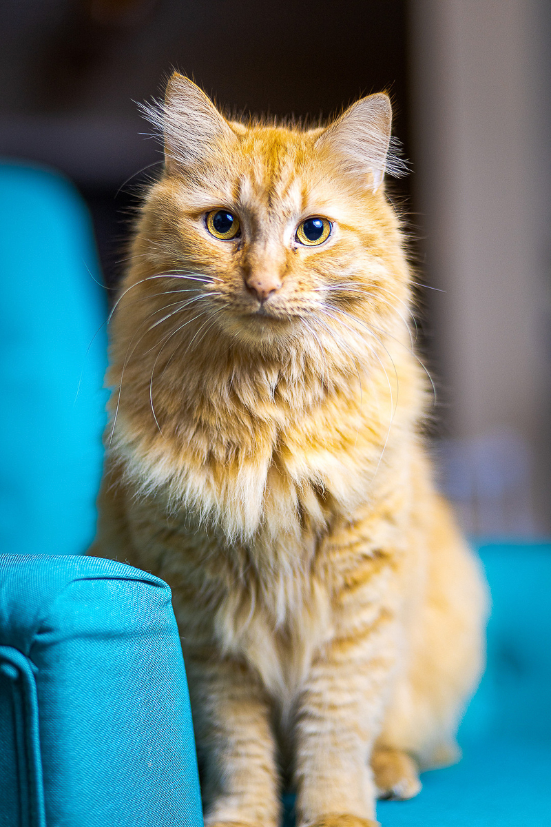 orange cat sitting on blue chair, cat portraits | long haired orange cat yawning | ©DayTime Photography, Indianapolis Pet Portraits