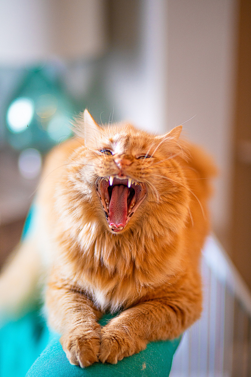 long haired orange cat yawning | ©DayTime Photography