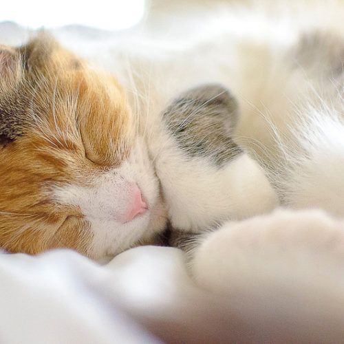 adorable cat sleeping, ©DayTime Photography |