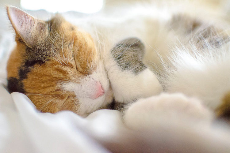 adorable cat sleeping, ©DayTime Photography |