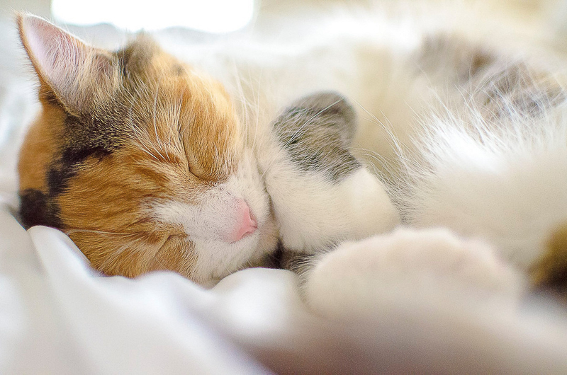 adorable cat sleeping, ©DayTime Photography | Indianapolis pet friendly portraits