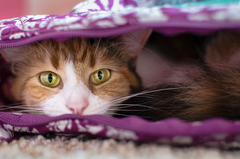 Tabby cat resting in cloth bag, cat photography | ©DayTime Photography| 