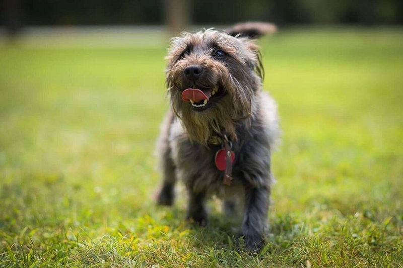 Terrier on grass, dog-friendly photography | cute scruffy black dog on grass | ©DayTime Photography r